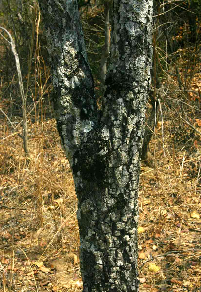 Diospyros kirkii
