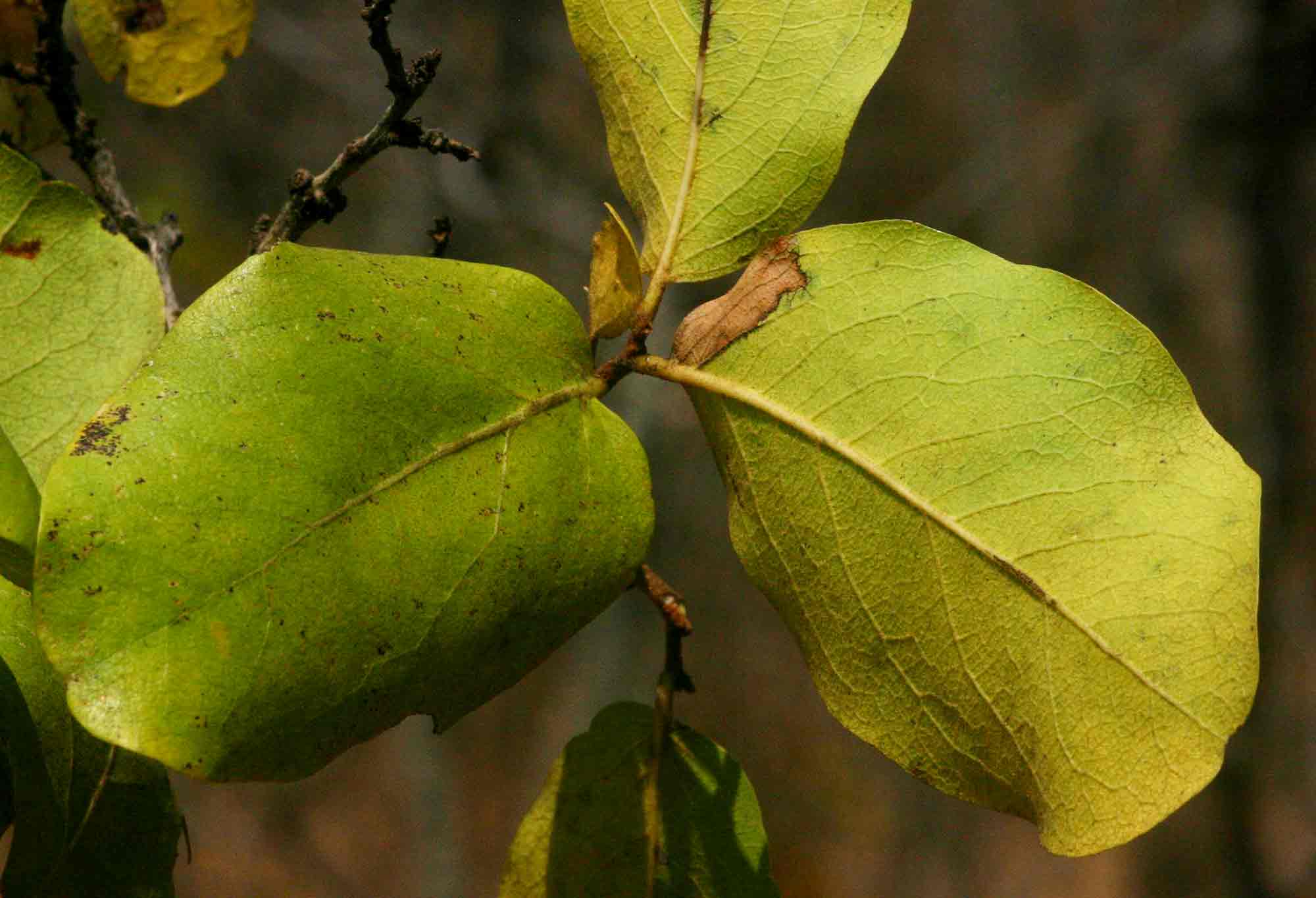 Diospyros kirkii