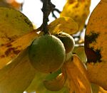 Diospyros kirkii