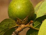 Diospyros kirkii