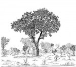 Diospyros kirkii