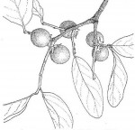 Diospyros kirkii
