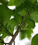 Diospyros loureiriana subsp. loureiriana