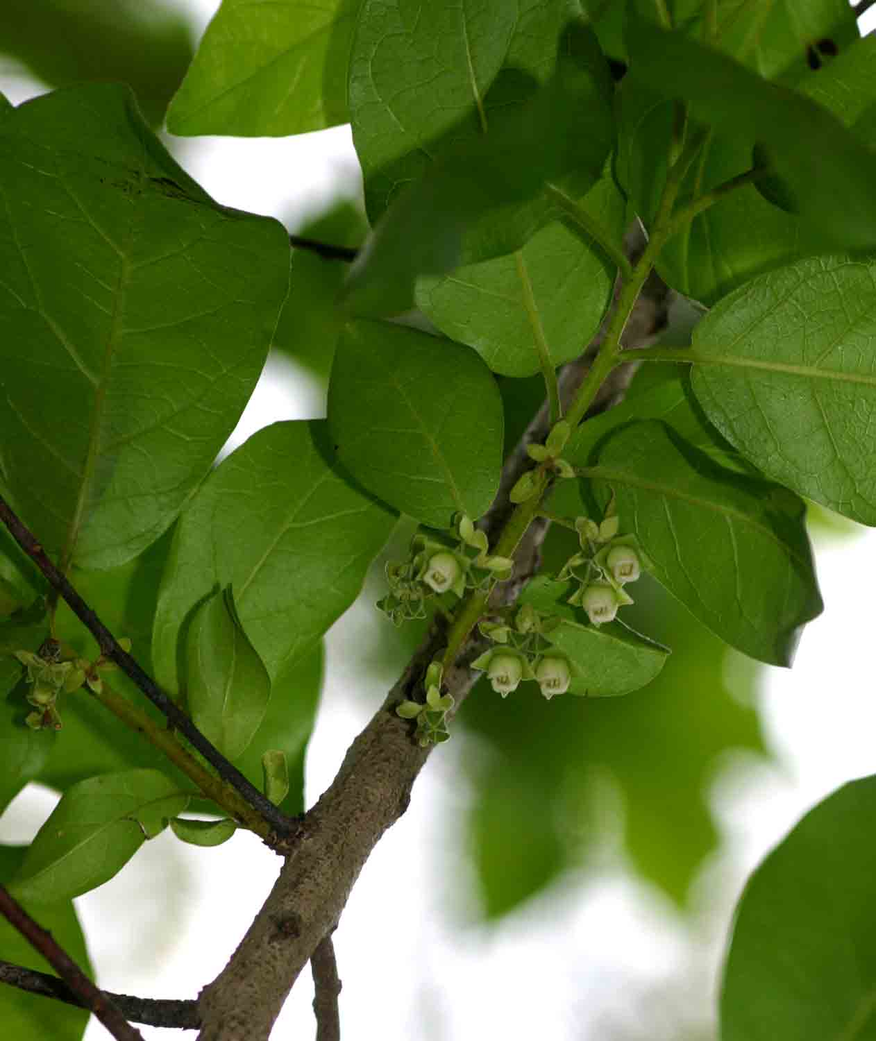 Diospyros loureiriana subsp. loureiriana