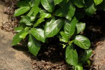 Diospyros loureiriana subsp. loureiriana