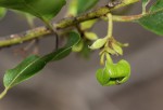 Diospyros loureiriana subsp. loureiriana