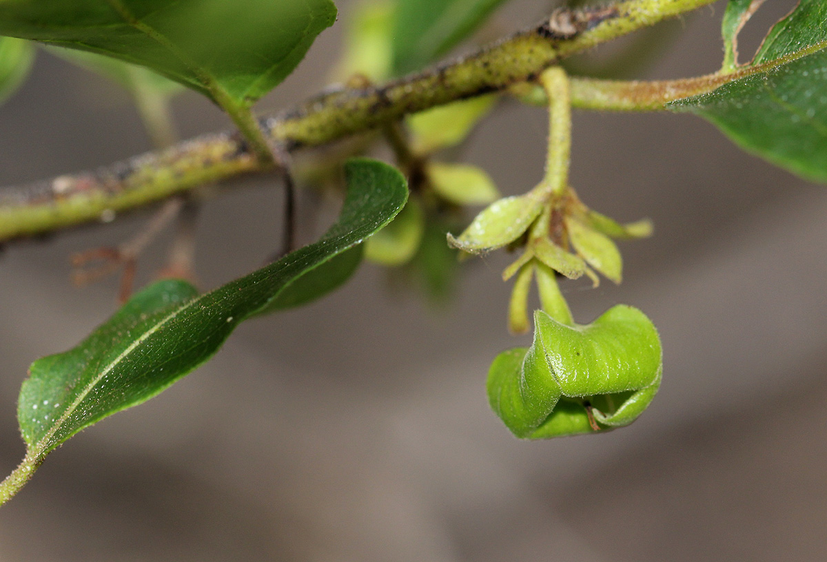 Diospyros loureiriana subsp. loureiriana