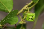 Diospyros loureiriana subsp. loureiriana