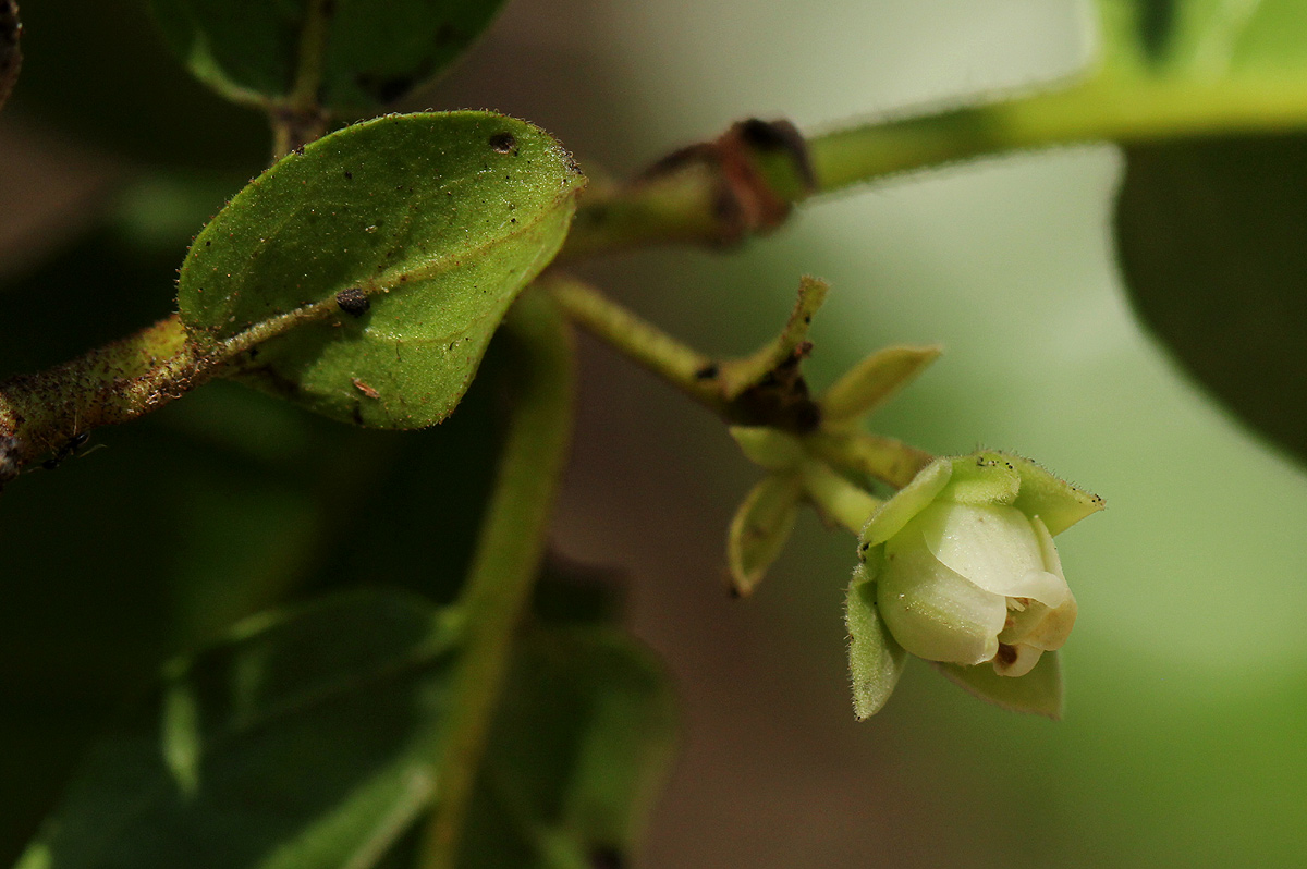 Diospyros loureiriana subsp. loureiriana