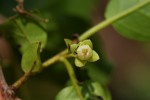 Diospyros loureiriana subsp. loureiriana