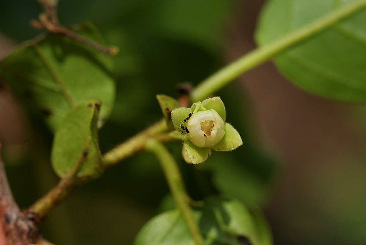 Diospyros loureiriana subsp. loureiriana