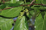 Diospyros loureiriana subsp. loureiriana
