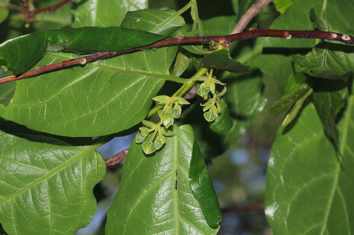 Diospyros loureiriana subsp. loureiriana