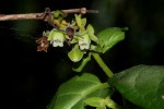 Diospyros loureiriana subsp. loureiriana