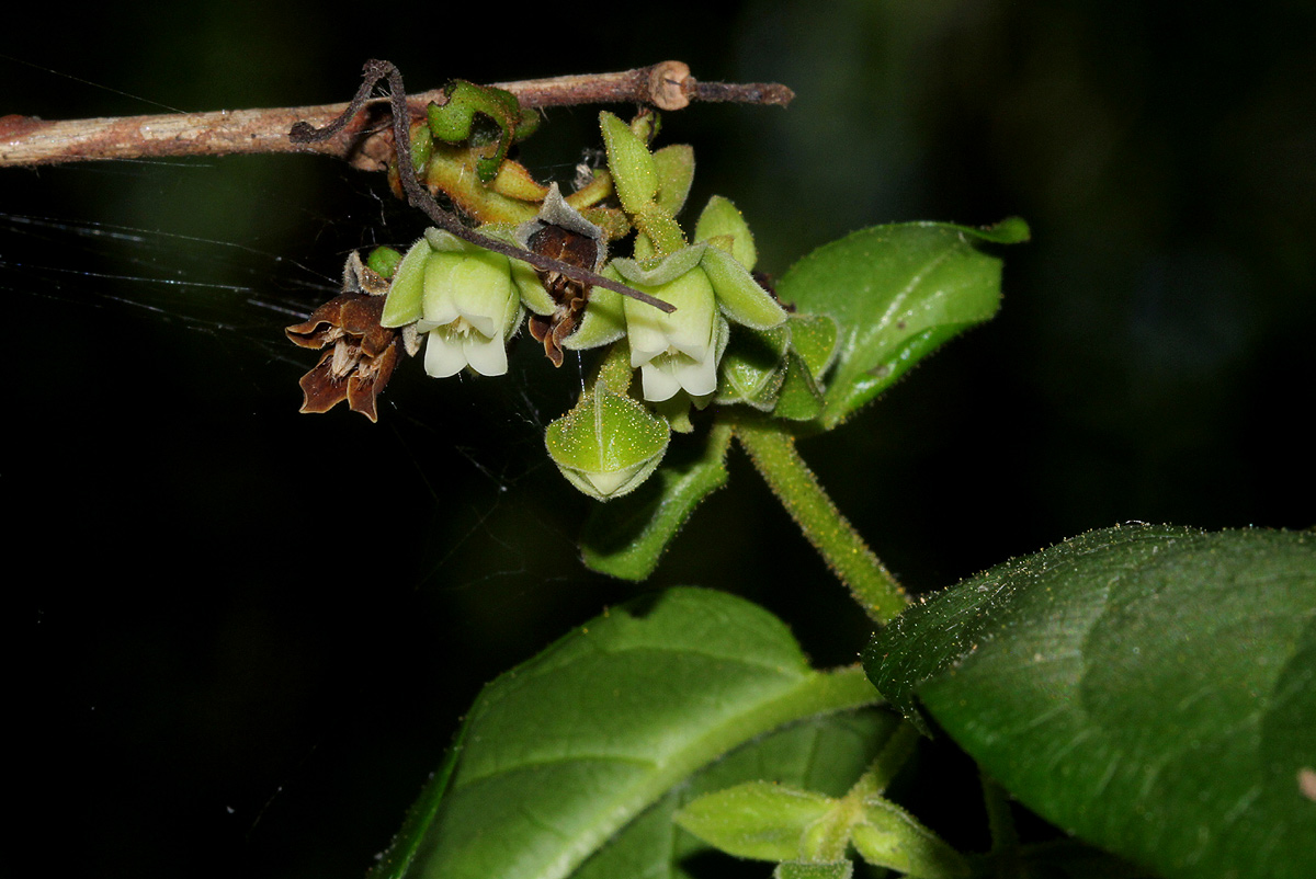 Diospyros loureiriana subsp. loureiriana