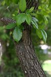 Diospyros loureiriana subsp. loureiriana