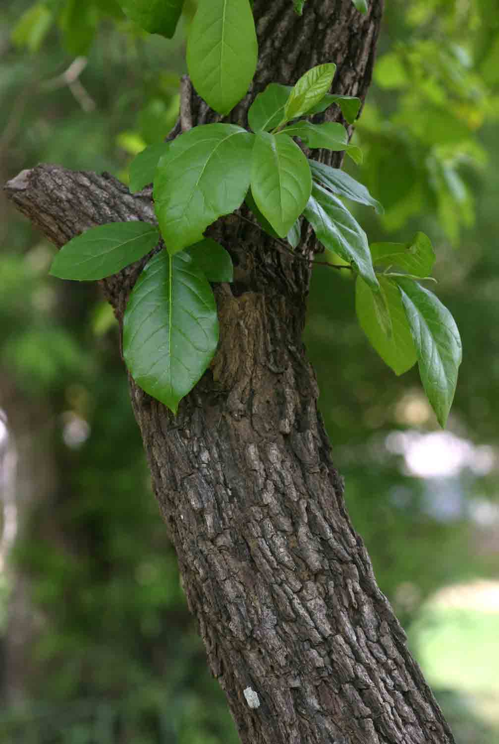Diospyros loureiriana subsp. loureiriana