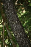Diospyros loureiriana subsp. loureiriana