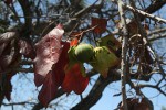 Diospyros loureiriana subsp. loureiriana