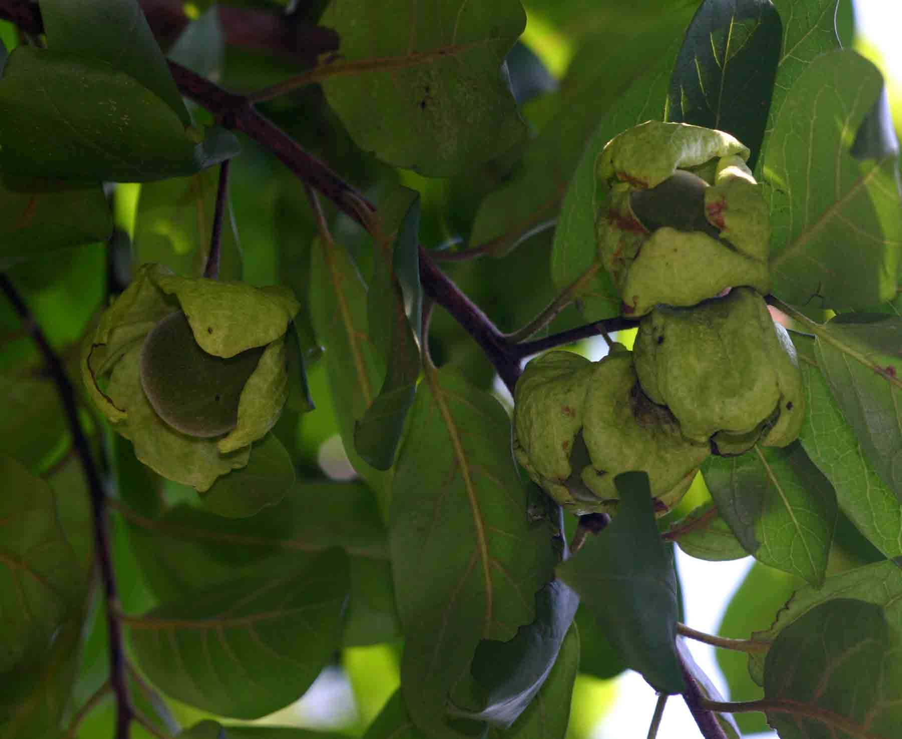 Diospyros loureiriana subsp. loureiriana