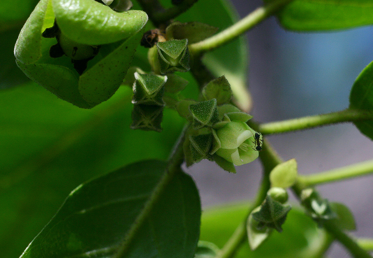 Diospyros loureiriana subsp. loureiriana