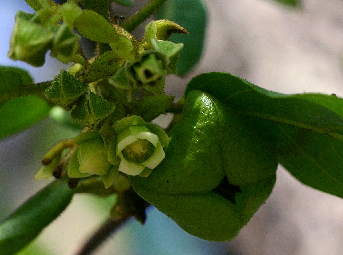 Diospyros loureiriana subsp. loureiriana