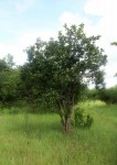 Diospyros loureiriana subsp. loureiriana