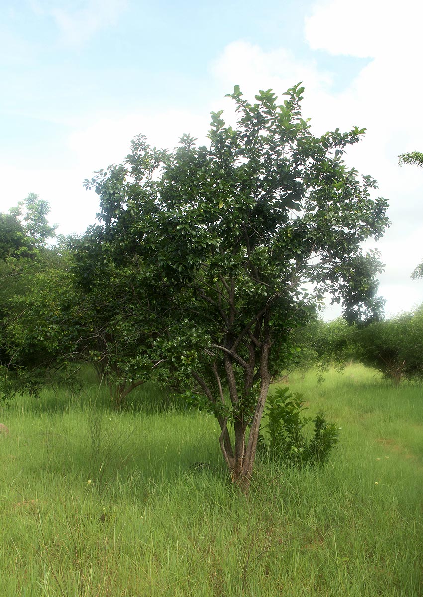 Diospyros loureiriana subsp. loureiriana