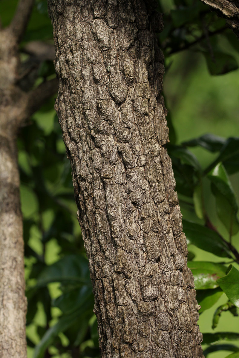 Diospyros loureiriana subsp. loureiriana