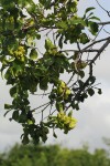 Diospyros loureiriana subsp. loureiriana