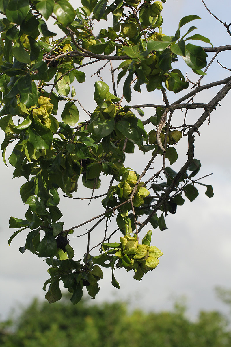 Diospyros loureiriana subsp. loureiriana