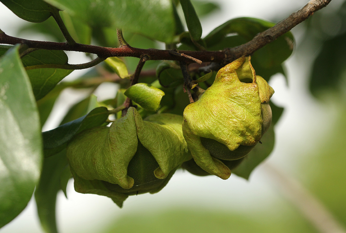 Diospyros loureiriana subsp. loureiriana