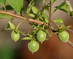 Diospyros lycioides subsp. sericea