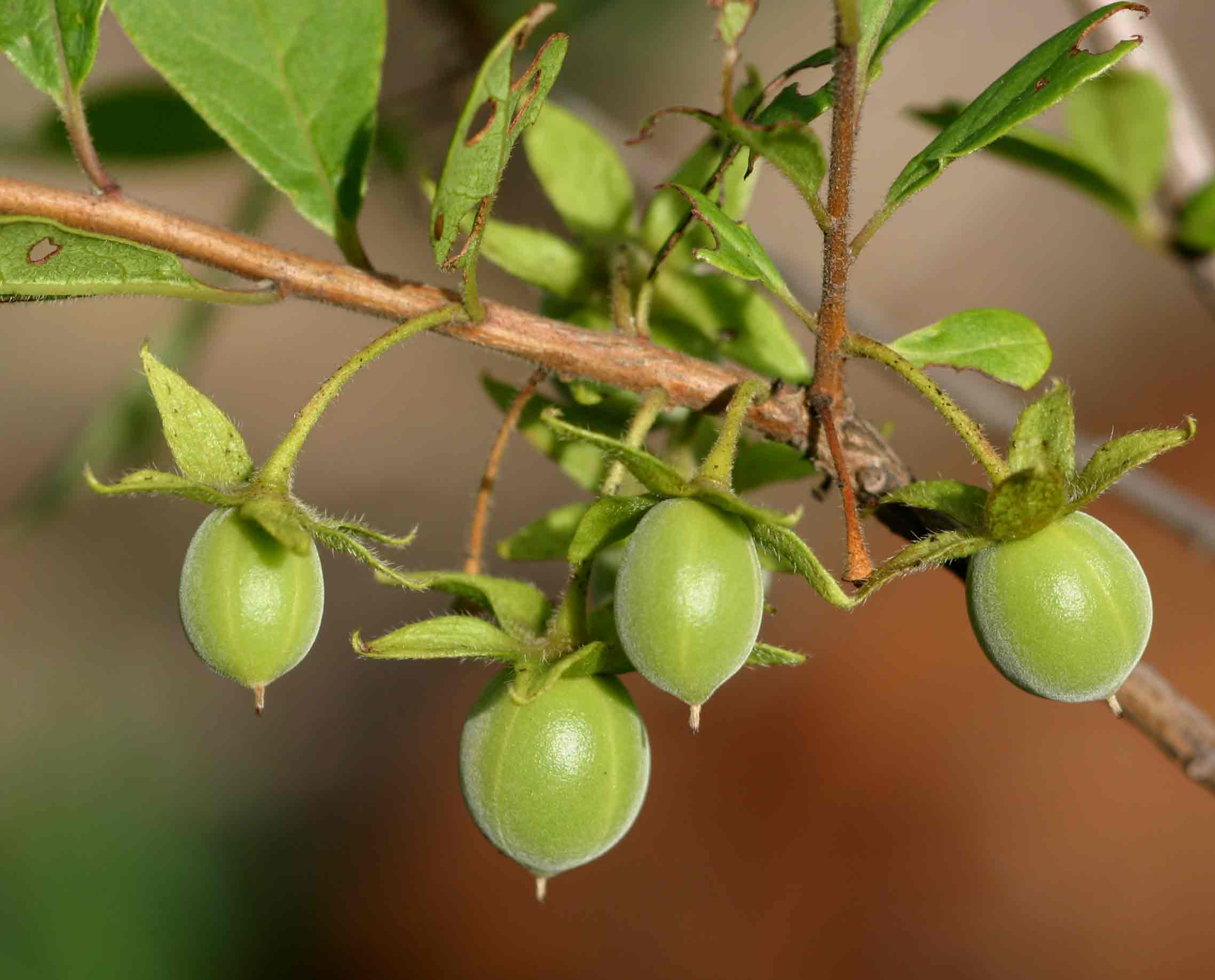Diospyros lycioides subsp. sericea