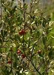 Diospyros lycioides subsp. sericea