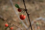 Diospyros lycioides subsp. sericea