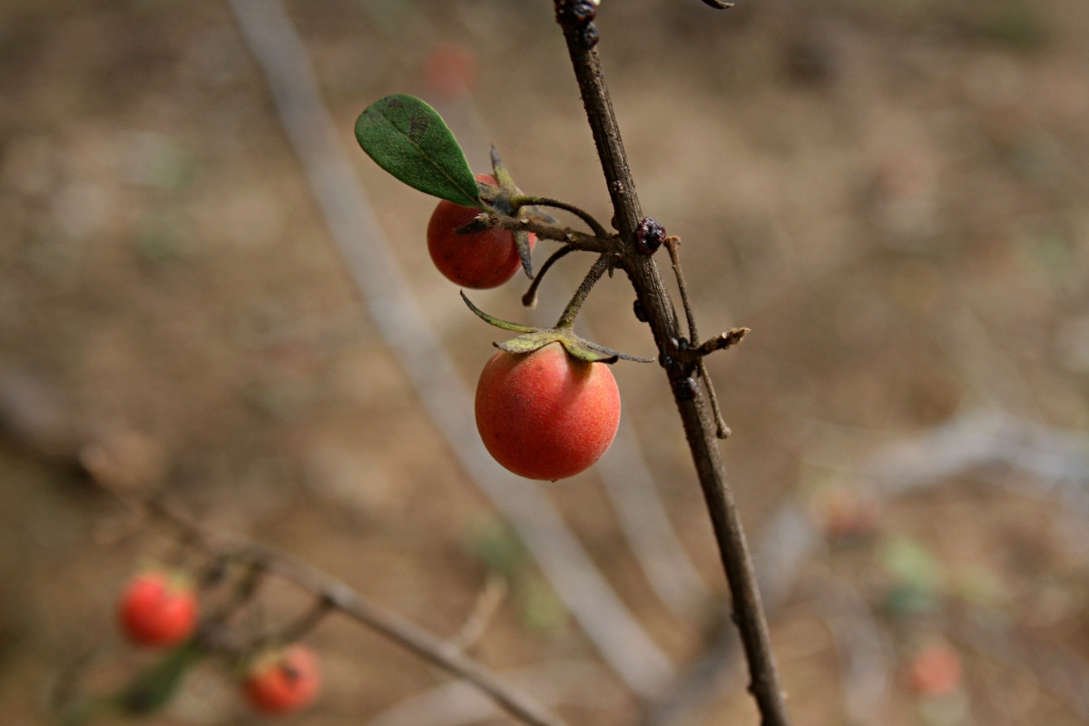 Diospyros lycioides subsp. sericea