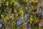 Diospyros lycioides subsp. sericea