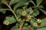 Diospyros lycioides subsp. sericea