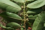 Diospyros mespiliformis