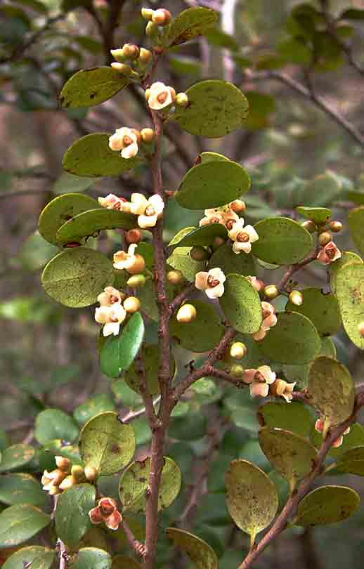 Diospyros natalensis subsp. nummularia