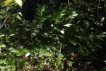 Diospyros natalensis subsp. nummularia