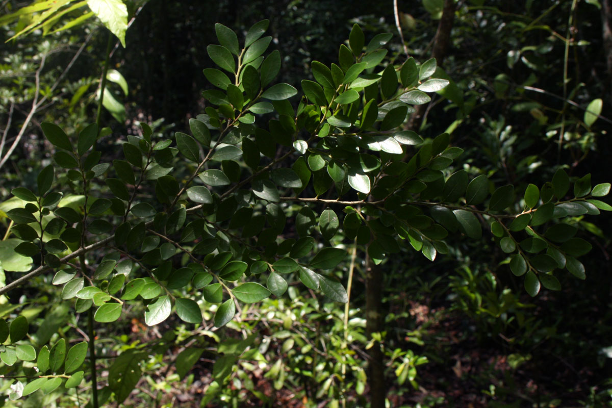 Diospyros natalensis subsp. nummularia