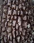 Diospyros quiloensis