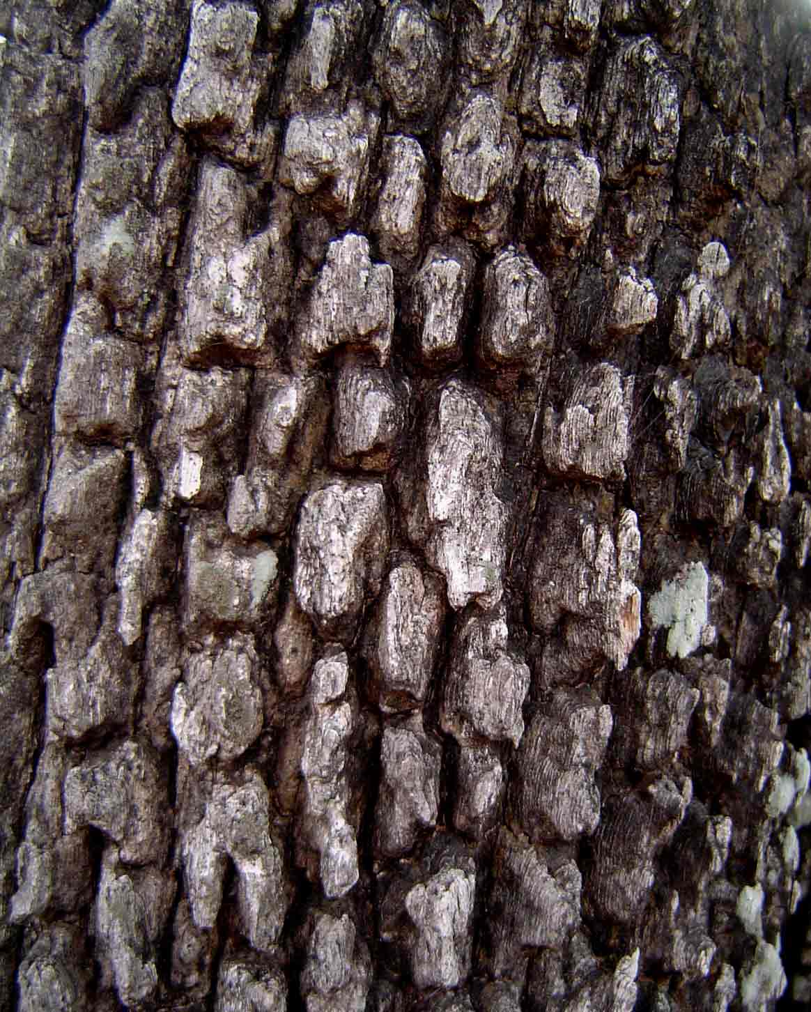 Diospyros quiloensis