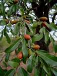 Diospyros quiloensis
