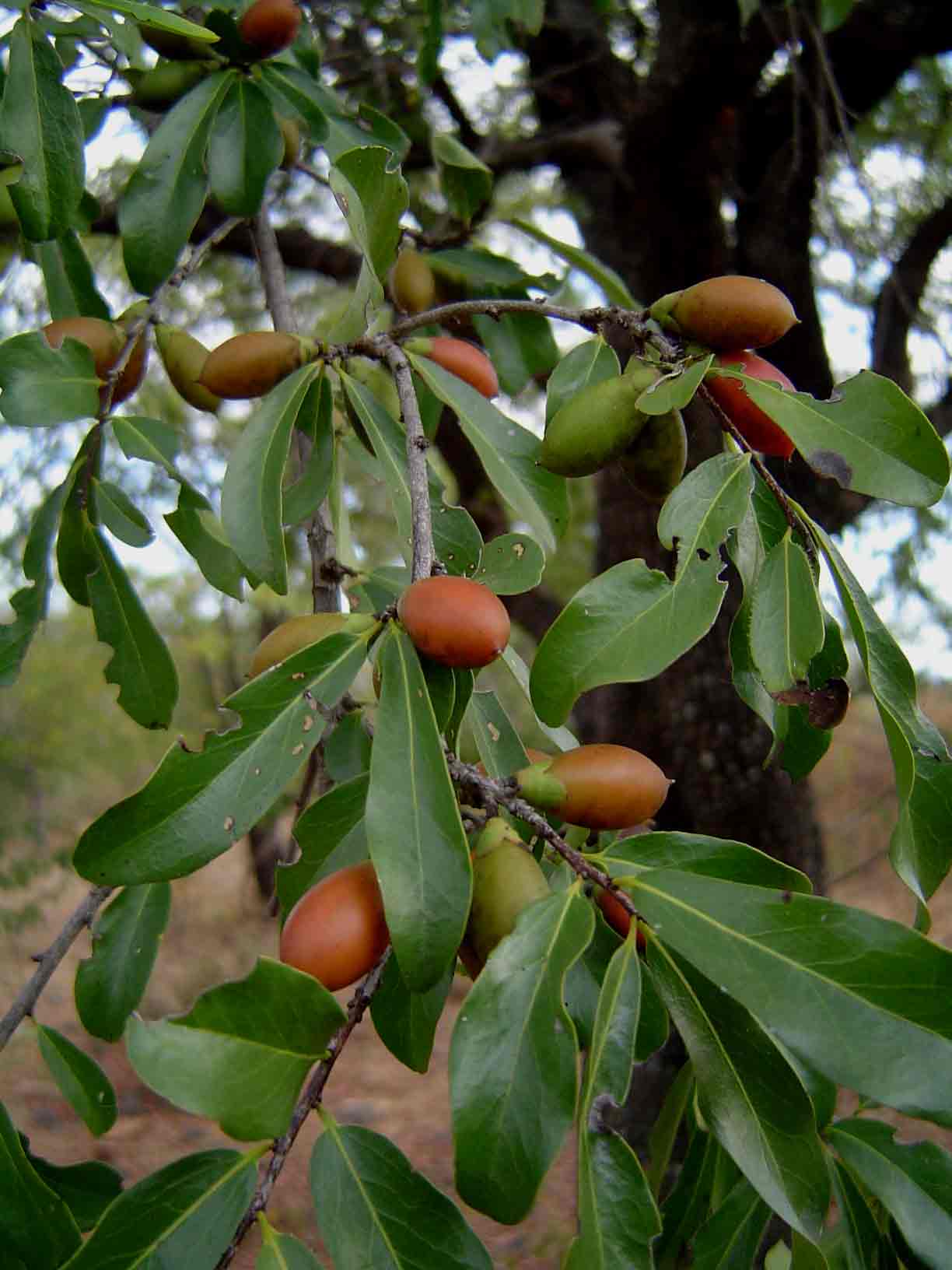 Diospyros quiloensis