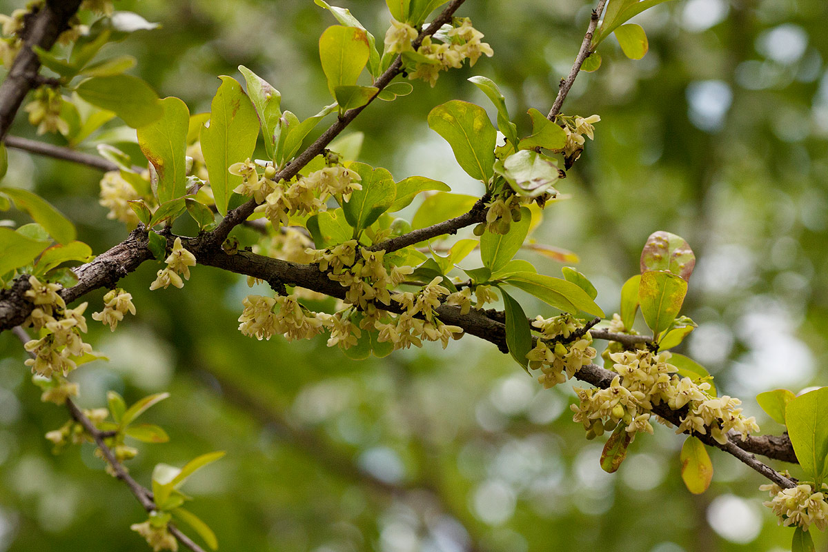 Diospyros quiloensis