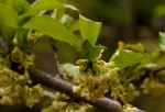 Diospyros quiloensis