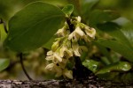 Diospyros quiloensis